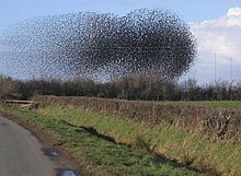 Flocks of birds can abruptly change their direction in unison, and then, just as suddenly, make a unanimous group decision to land The flock of starlings acting as a swarm. - geograph.org.uk - 124593.jpg