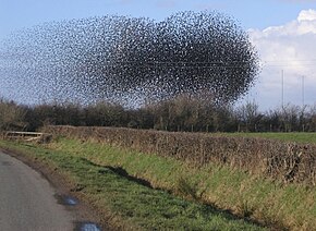 A flock of starlings acting as a swarm The flock of starlings acting as a swarm. - geograph.org.uk - 124593.jpg