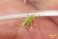 The tiniest ever bush cricket (NH266) (28308813111).jpg