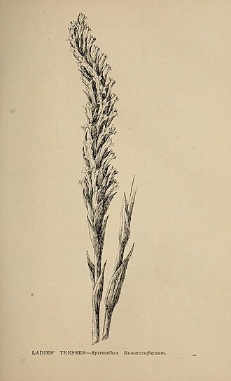 Ladies' Tresses or Spiranthes Romanzoffianum (now Spiranthes romanzoffiana), from a drawing by Margaret Warriner Buck for The Wild Flowers of California The wild flowers of California (Page 093) (7176729246).jpg