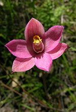 Thumbnail for Thelymitra carnea