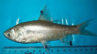 <i>Thynnichthys thynnoides</i> Species of fish