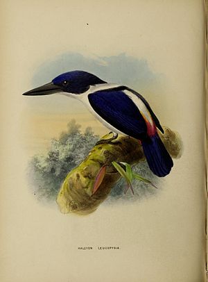 Todiramphus leucopygius by John Gerrard Keulemans.jpg