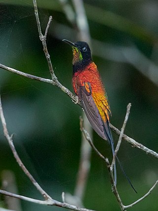 <span class="mw-page-title-main">Fiery topaz</span> Species of hummingbird