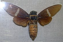 Tosena melanoptera