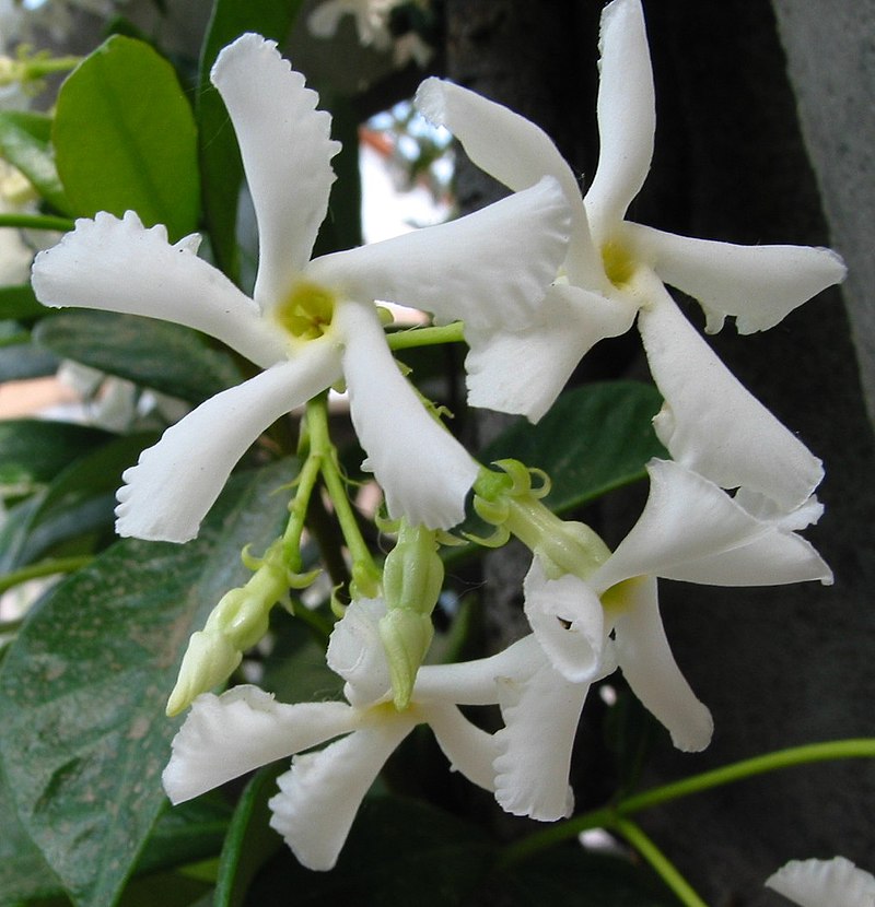 Trachelospermum jasminoides - Wikipedia, la enciclopedia libre