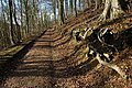 Track in Workmans Wood