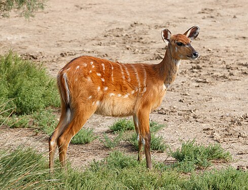 Tragelaphus angasii (female)