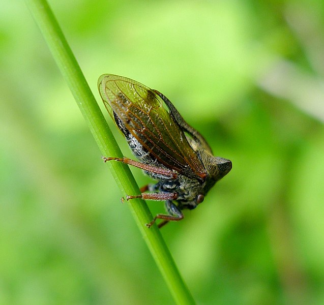 File:Tree Hopper. Centrotus cornutus. Membracidae - Flickr - gailhampshire (2).jpg