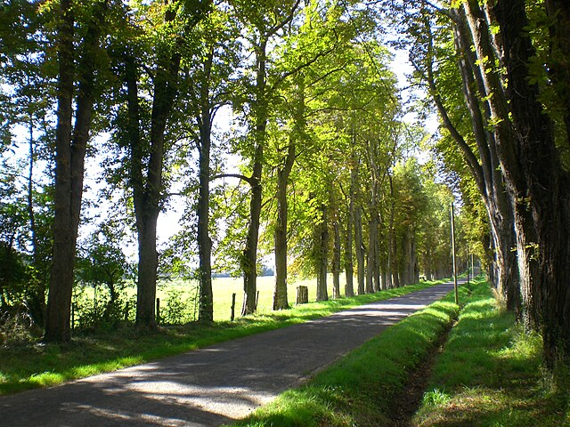 Tree avenue in Normandy, France