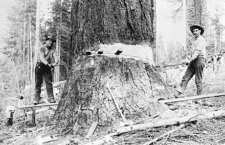 Two fellers use a crosscut saw to make an undercut in  a large Sugar Pine around 1911. Wedges follow the saw to prevent binding. Coal oil provided lubrication. The feller at left stands on a springboard to maintain the saw's angle.[3]