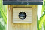 Thumbnail for File:Tree swallow chick in a nest box on Sherwood Island (71749).jpg