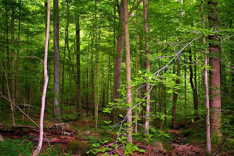 File:Trees-after-rain - West Virginia - ForestWander.jpg