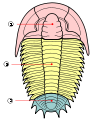 Tagmele trilobiților 1 - cefalon; 2 - torace; 3 - pigidiu
