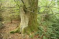 Čeština: Kmen památného stromu Lípa u Lesonic v Lesonicích, okr. Třebíč. English: Trunk of Famous tree Lípa v Oboře in Lesonice, Třebíč District.