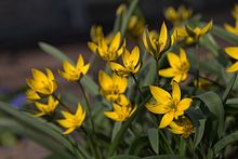 Tulipa neustruevae 02.jpg