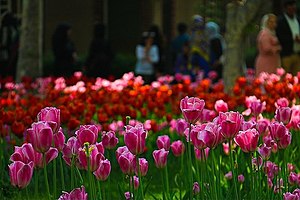 Tulpenfestival gehouden in Karaj-16 in Iran.jpg