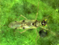 Tupiocoris notatus adult