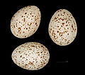   Eggs of Turdus viscivorus deichleri