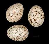 Uova della sottospecie Turdus viscivorus