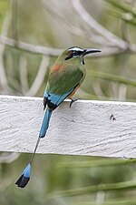 Thumbnail for Turquoise-browed motmot