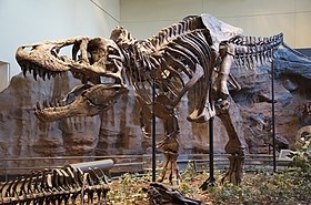 Tyrannosaurus Rex Holotype.jpg