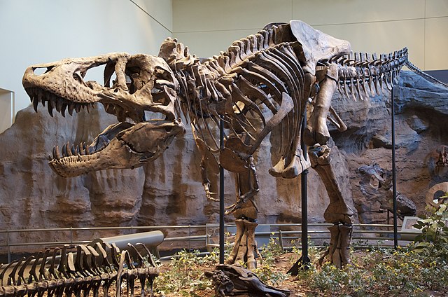 Paleontology - Wikipedia