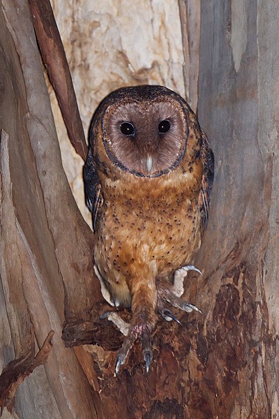 File:Tyto novaehollandiae castanops female - Port Arthur.jpg