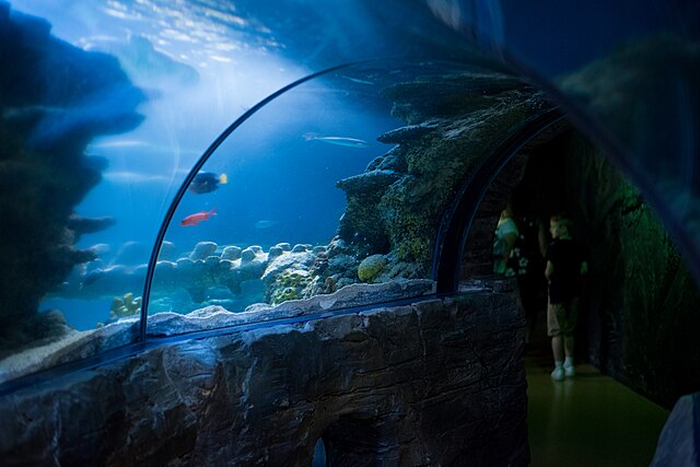 The underwater tunnel in the London aquarium