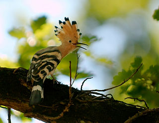 Fortune Salaire Mensuel de Huppe Oiseau Combien gagne t il d argent ? 1 000,00 euros mensuels