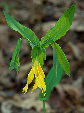 <i>Uvularia grandiflora</i> Species of flowering plant