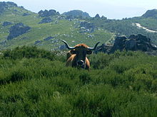 Vaca Galega.jpg