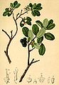 Vaccinium uliginosum Atlas Alpenflora.jpg