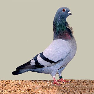 Valencian Figurita Breed of pigeon