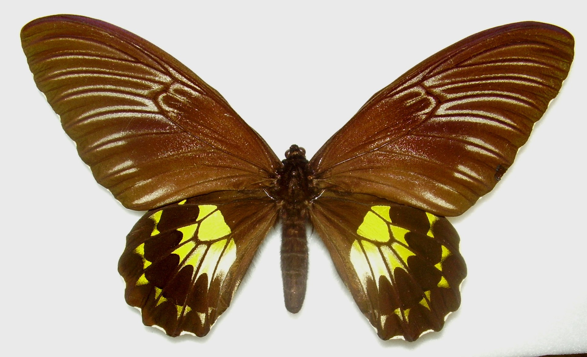 Troides Vandepolli