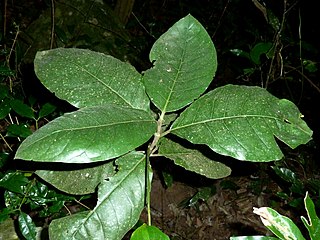 <i>Vangueria bowkeri</i> African tree species