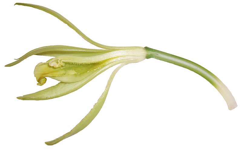 File:VanillaFlowerLongitudinalSection.jpg