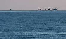 A vaquita swims in the foreground with fishing boats in the distance Vaquita3 Olson NOAA.jpg