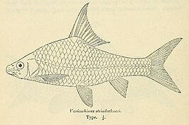 Varicorhinus steindachneri