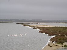 Velddrif marshes.jpg