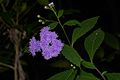 * Nomination Vernonia sp. --Jkadavoor 06:03, 8 November 2016 (UTC) * Promotion Good quality. --Johann Jaritz 07:27, 8 November 2016 (UTC)