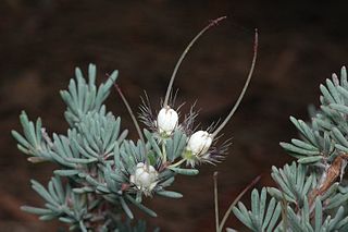 <i>Verticordia longistylis</i> Species of flowering plant