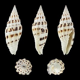 Vexillum albofulvum