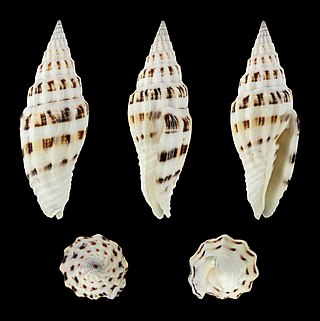 <i>Vexillum albofulvum</i> Species of gastropod