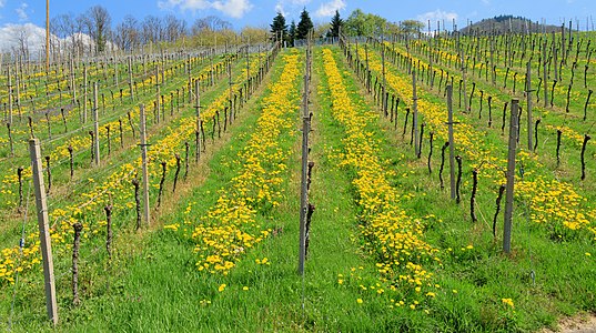 Vineyard Sasbach