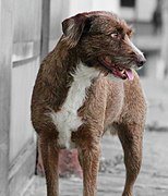 Mid-size Brazilian mixed-breed dog