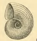 Illustration of a shell of a Vitrinella sea snail Vitrinella ponceliana 001.jpg