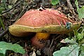 !!Boletus spinarii!!