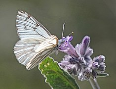 Pontia sisymbrii