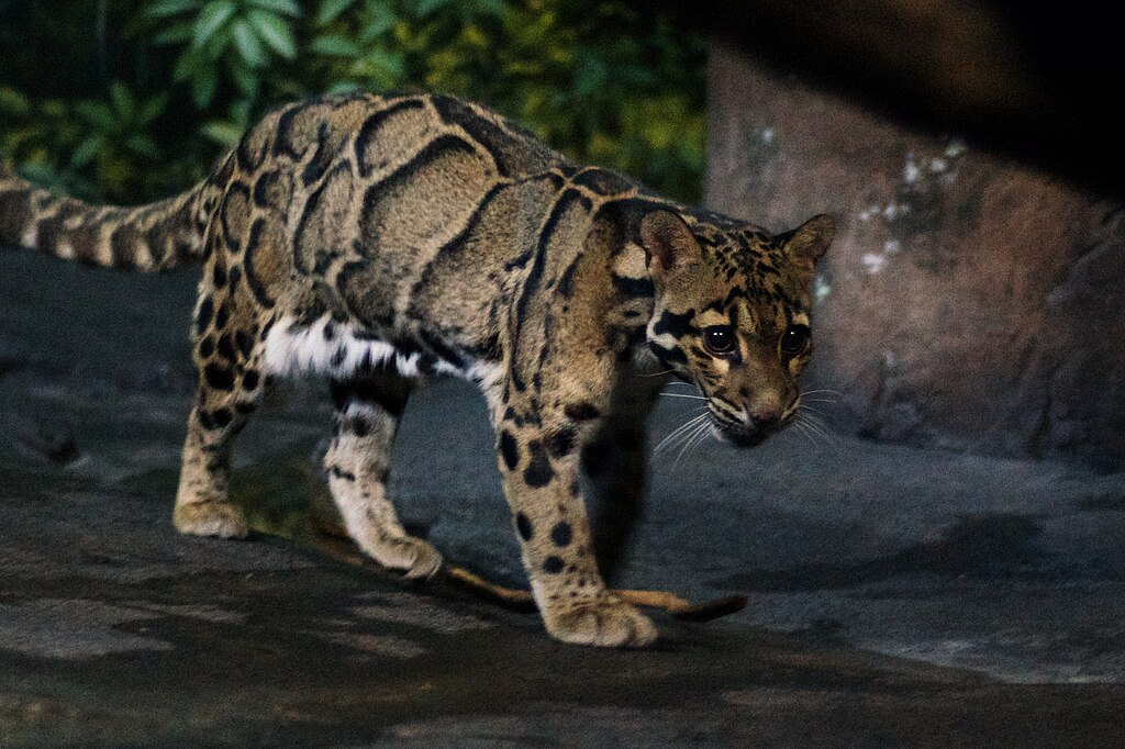 Walking Clouded Leopard CinciZoo.jpg